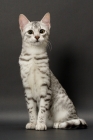 Picture of Egyptian Mau looking away, silver spotted tabby