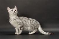Picture of Egyptian Mau looking up, silver spotted tabby