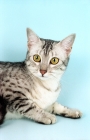Picture of Egyptian Mau lying down
