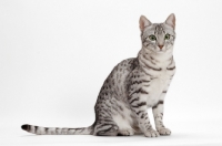 Picture of Egyptian Mau on white background, Silver Spotted Tabby, full body