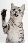 Picture of Egyptian Mau, Silver Spotted Tabby, reaching