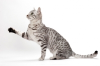 Picture of Egyptian Mau, Silver Spotted Tabby, one leg up