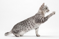 Picture of Egyptian Mau, Silver Spotted Tabby, one leg up