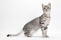 Picture of Egyptian Mau, Silver Spotted Tabby, full body