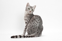 Picture of Egyptian Mau, Silver Spotted Tabby, back view