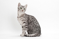 Picture of Egyptian Mau, Silver Spotted Tabby, on white background