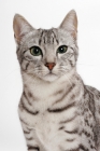 Picture of Egyptian Mau, Silver Spotted Tabby, portrait