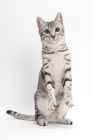Picture of Egyptian Mau, Silver Spotted Tabby, on hind legs