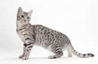 Picture of Egyptian Mau, Silver Spotted Tabby, full body