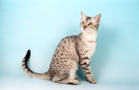 Picture of Egyptian Mau sitting down