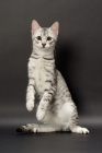 Picture of Egyptian Mau standing on hind legs, silver spotted tabby