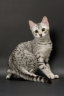 Picture of Egyptian Mau turning, silver spotted tabby