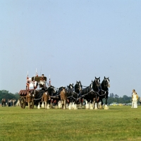 Picture of eight-in-hand shire horses from youngs brewery in display at windsor 