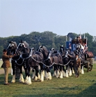 Picture of eight-in-hand shire horses in display at windsor show, youngs brewery