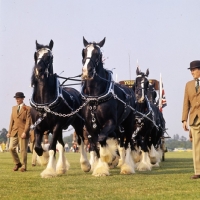 Picture of eight-in-hand shire horses in display at windsor, youngs brewery