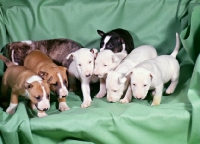 Picture of eight bull terrier puppies on a  chair