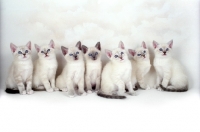 Picture of eight Snowshoe kittens