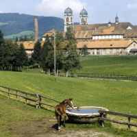 Picture of Eindiedler foal at water trough in pasture at Einsiedeln Monastery  