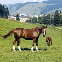 Picture of Eindiedlers in pasture at  Einsiedeln Monastery 