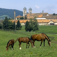Picture of Eindiedlers in pasture at  Einsiedeln Monastery 