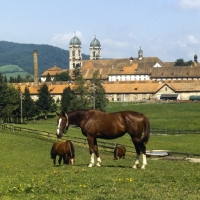 Picture of Eindiedlers in pasture at  Einsiedeln Monastery 