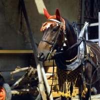 Picture of Einsiedler in harness with full gear