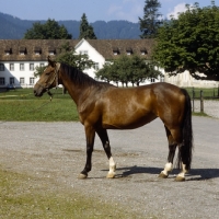 Picture of Einsiedler mare at Kloster Einsiedeln