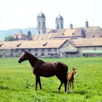 Picture of Einsiedler mare with foal with kloster einsiedeln in background