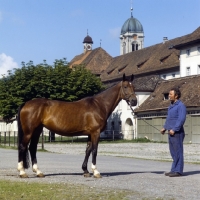 Picture of Einsiedler mare with Swiss handler at monastery