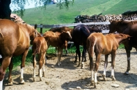 Picture of einsiedler mares and foals at einsiedlen