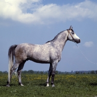 Picture of El Azrak, Polish Arab stallion at janow podlaski stud 