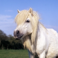 Picture of elderley shetland pony