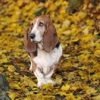 Picture of elderly basset hound standing in yellow autumn leaves