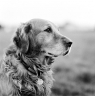 Picture of elderly golden retriever