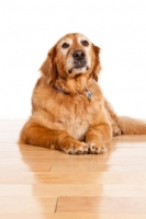 Picture of elderly Golden Retriever