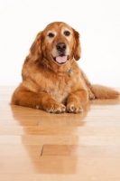 Picture of elderly Golden Retriever