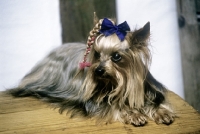 Picture of elderly yorkshire terrier with plaited topknot