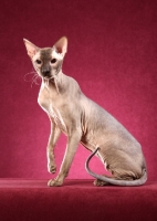 Picture of elegant Peterbald cat sitting against pink background