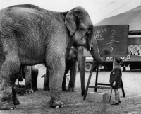 Picture of Elephant doing maths on blackboard