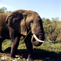 Picture of elephant eating in queen elizabeth np