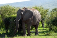 Picture of elephant in Kenya