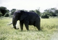 Picture of elephant in kruger national park, south africa