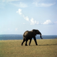 Picture of elephant in Murchison Falls National Park