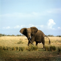 Picture of elephant in murchison falls np, Uganda