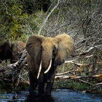 Picture of elephant in water in murchison falls np, Uganda with dead trees