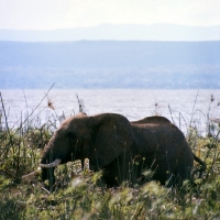 Picture of elephant standing in long vegetation, Uganda
