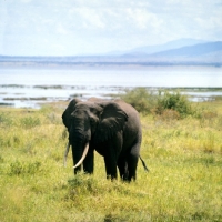 Picture of elephant standing near lake manyara