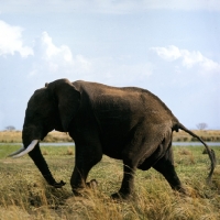 Picture of elephant walking in murchison falls np, africa