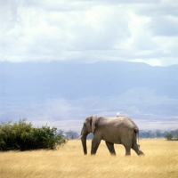 Picture of elephant walking with cattle  egret on its back in amboseli np africa
