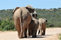 Picture of Elephants rear view